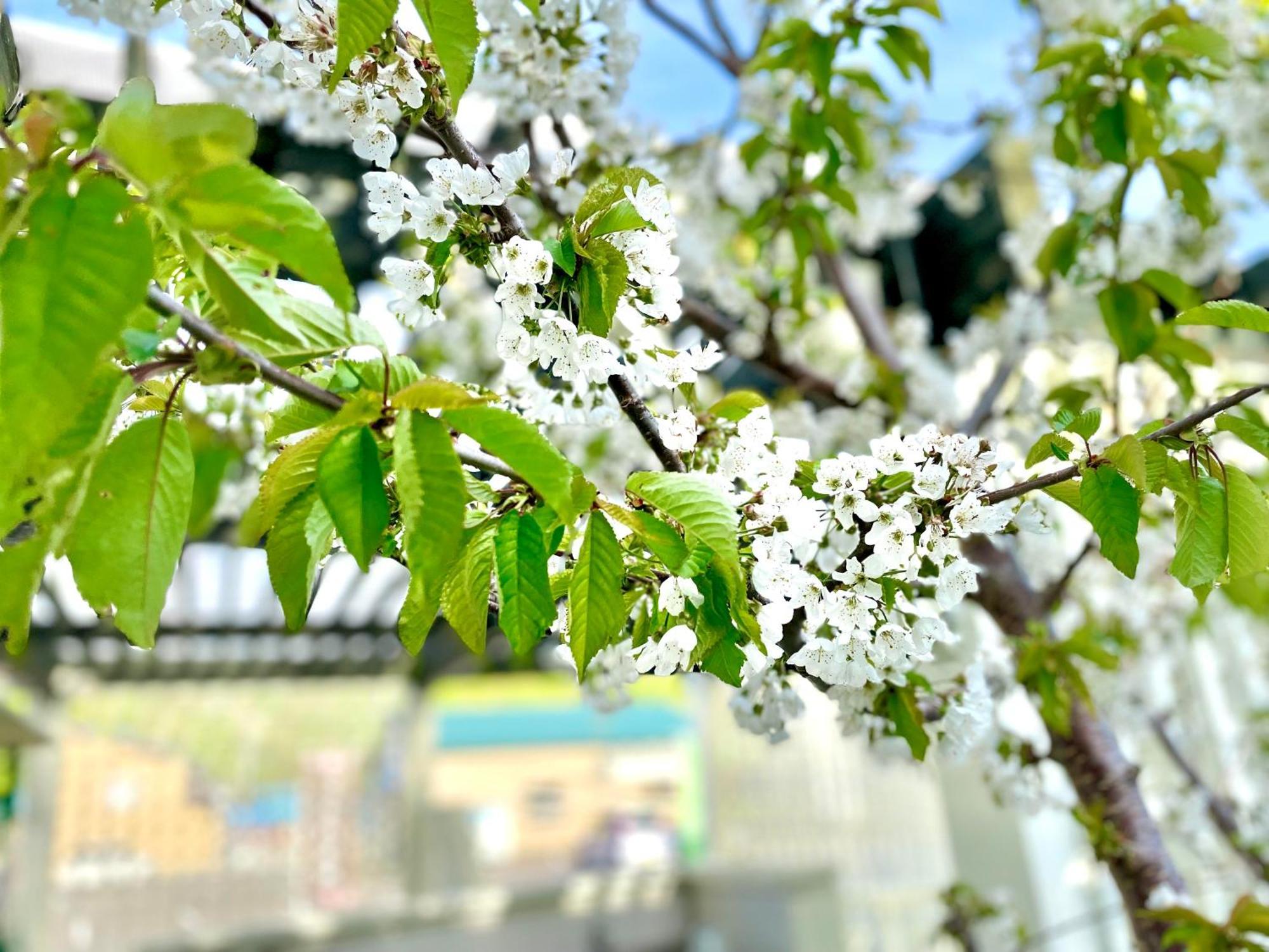 Shinsei Hotel Sakotan Kültér fotó
